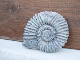 Ammonite Cottage - Dorset - 993922 - thumbnail photo 23