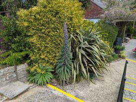 A garden area with various green plants and shrubs next to a concrete path with yellow markings at Lilliput in Shipton Gorge