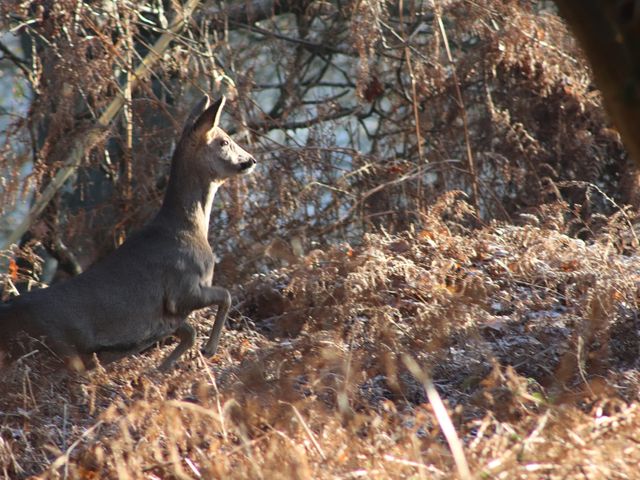 Deer Lodge - 1038027 - photo 5