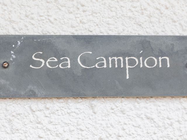 Sea Campion - 1079396 - photo 2
