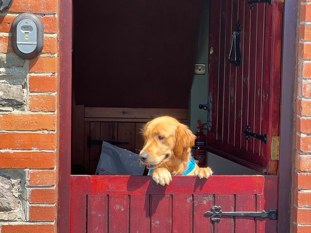 A dog looking out of a wooden door at The Hawthorns in North Molton