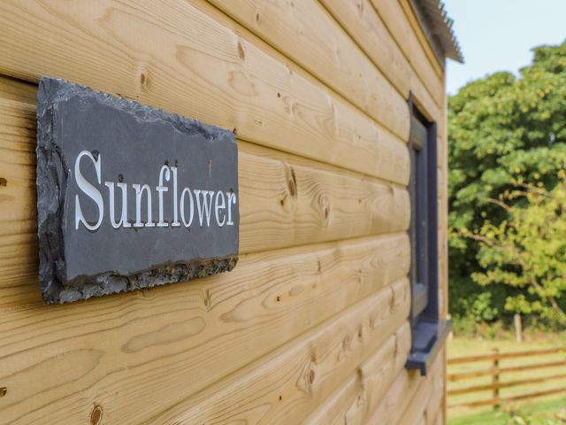 Sunflower - 1114167 - photo 3
