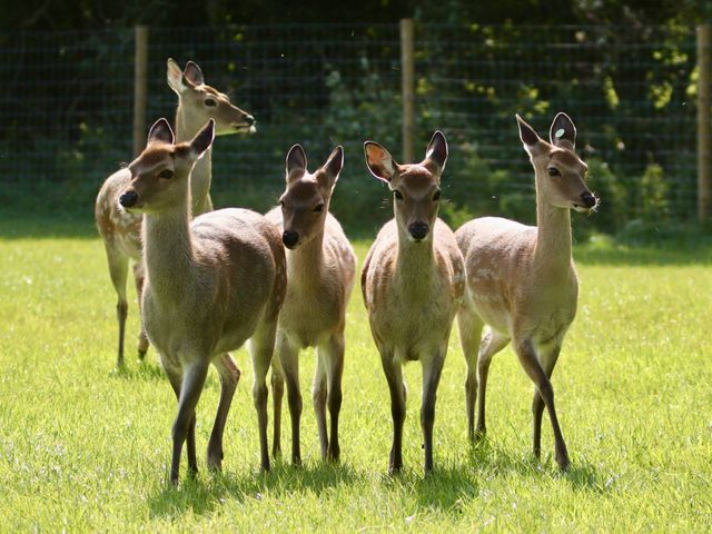 Five deer standing on grass with a wire fence and trees in the background at No Deer in Ashbourne