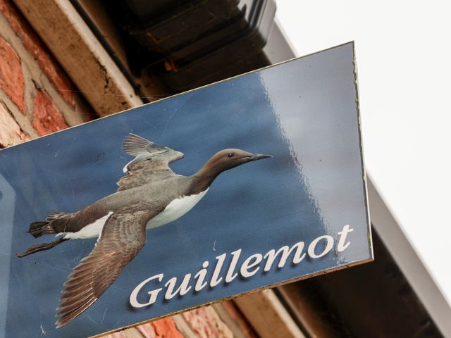Guillemot - 1145153 - photo 3