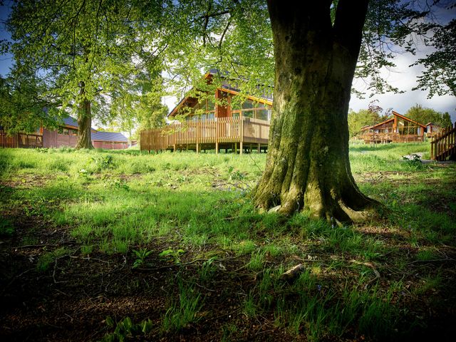 Forest of Dean Meadow - Golden Oak - 1146803 - photo 1