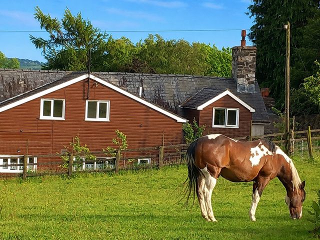 Bryn Y Garreg Cottage - The Wireless Free Farm - 1163998 - photo 4