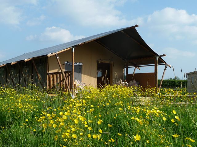 A tent-like structure with a covered porch among yellow flowers in a grassy field at Bramley Lodge in Coxbridge near Glastonbury