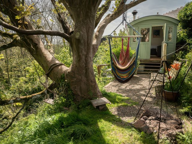 A tree with a hammock and cabin at The Shepherd Hut Nine Wells near Solva