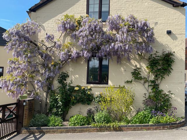 A flowering wisteria plant growing against a wall at Wellinghill Cottage in Charlton Kings