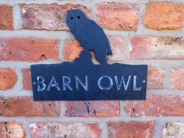 Barn Owl - 1191818 - photo 3