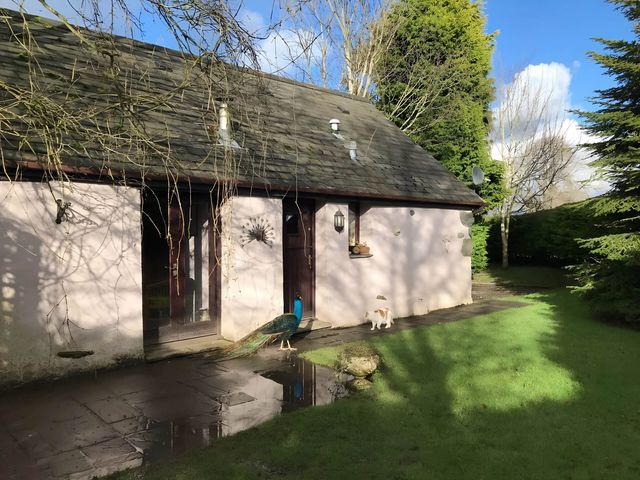 A garden with a building, a peacock, and a cat at Converted Stone Barn -20 Acres - Farm Animals! Corwen