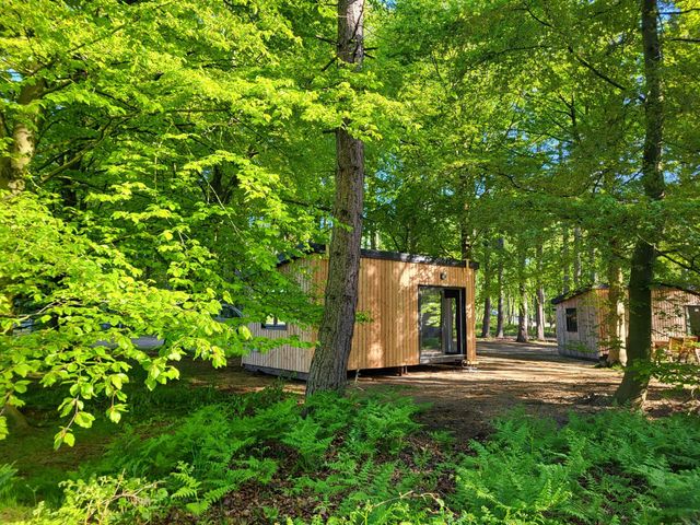 A wooden cabin surrounded by trees and ferns at Sherwood Pines - Deluxe Pod 1 near Edwinstowe