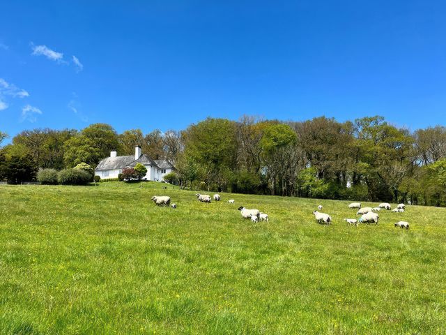 A field with sheep grazing and a house in the background at The White House Okehampton