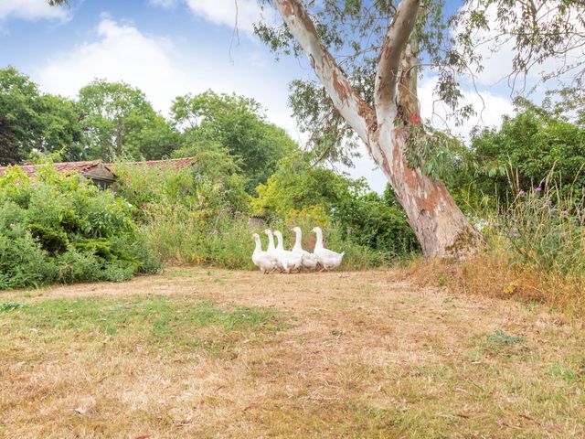 The Hen House - 969720 - photo 3