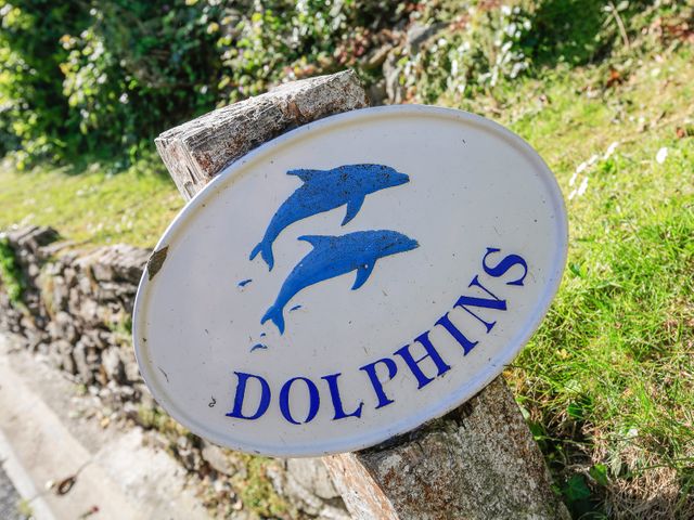Dolphins - 995389 - photo 4