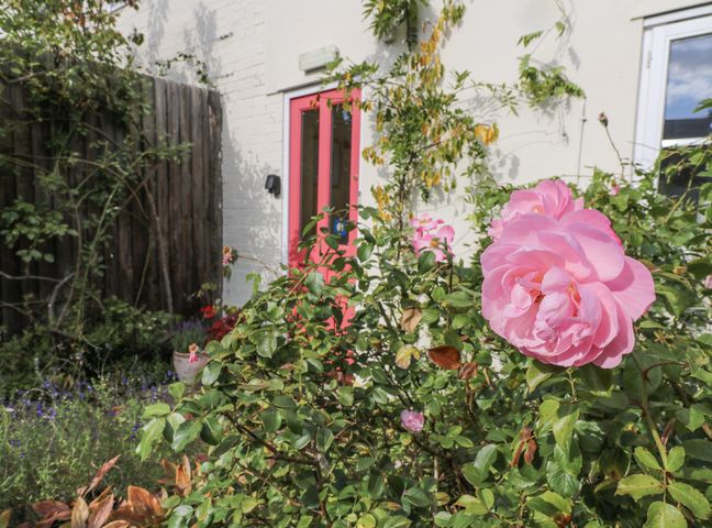 A garden with a rose bush and a pink door at Over Village Studio in Over