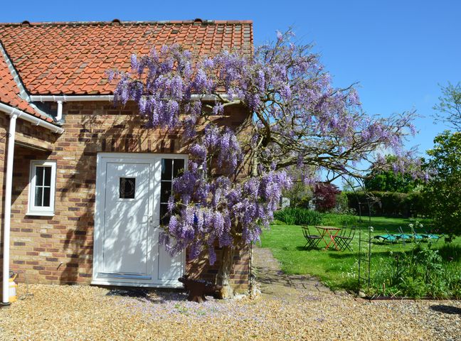 A brick house with a white door and wisteria flowers on the wall and a garden with green grass and outdoor chairs at Wisteria Cottage in Gayton