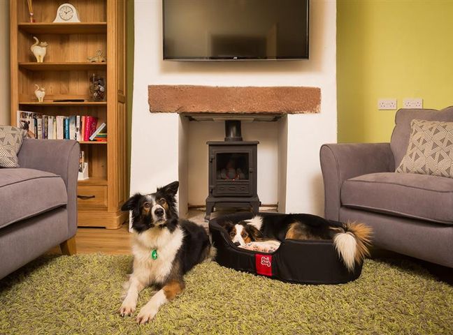 A living room with two dogs on a green rug in front of a fireplace and wooden bookshelf at The Cats Bield in Keswick
