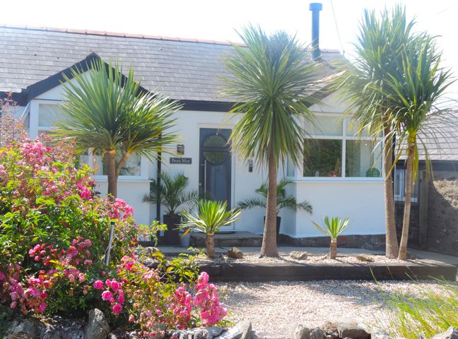 The front of a single-story house with a dark door and large window surrounded by palm trees and pink flowering bushes at Bryn Mor in Church Bay