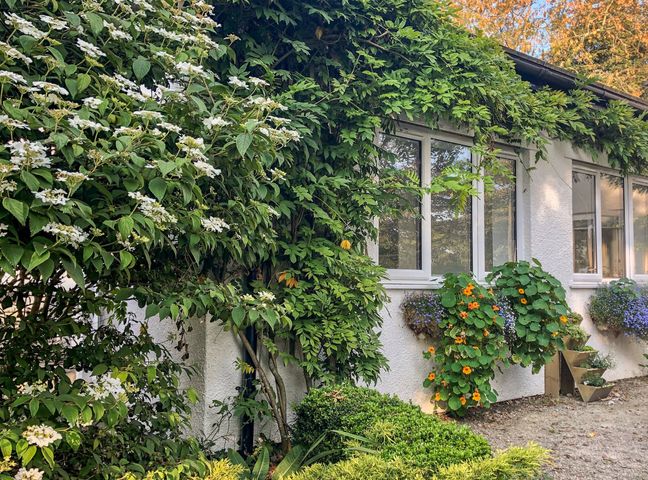 Exterior view of a white building with windows surrounded by green plants and flowers at Primrose End in Jacobstow