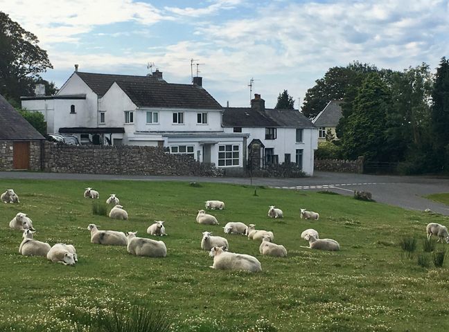 A group of sheep lying on a grassy field near white houses with stone walls and trees in the background at Florida Cottage in Reynoldston