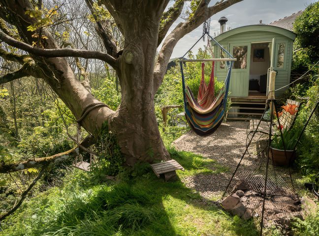 A tree with a hammock and cabin at The Shepherd Hut Nine Wells near Solva