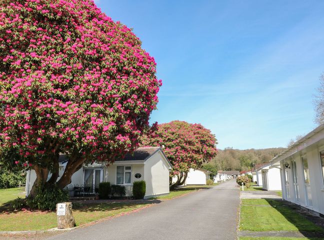 An outdoor view of a pathway with trees and buildings at Willow Lodge in Liskeard