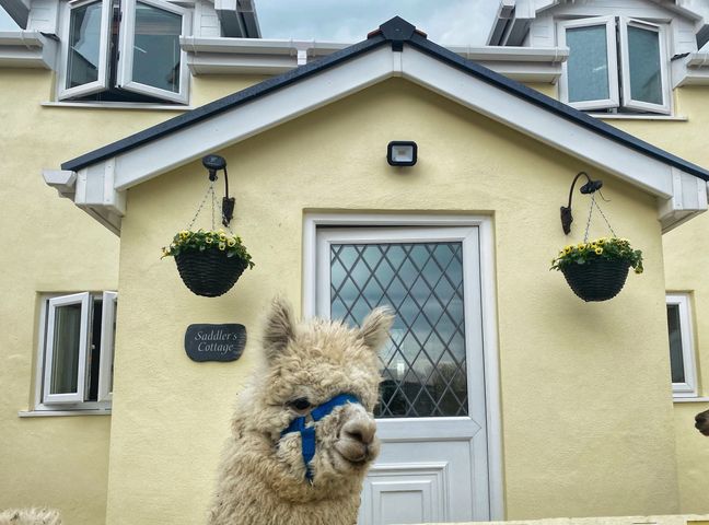 The front entrance of a yellow house with hanging flower baskets and an alpaca wearing a blue harness at Saddlers Cottage Berllandeg Farm Clunderwen near Narberth