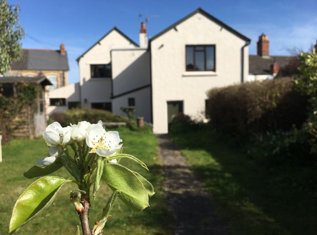 A narrow path leading to a white two-story house with a flowering branch in the foreground at Greengates in Watchet