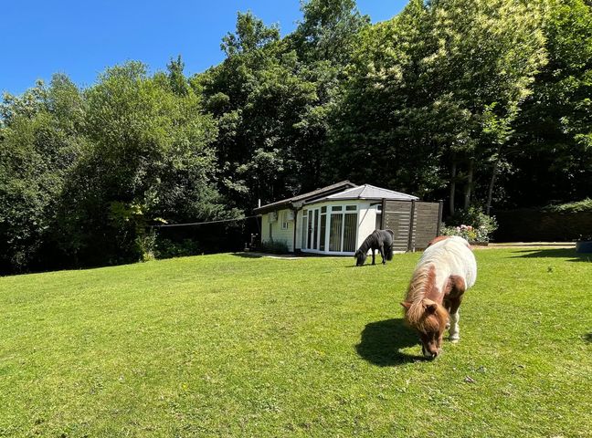 A grassy yard with two small horses near a small building surrounded by trees at Badger View in Culverstone Green near Chatham