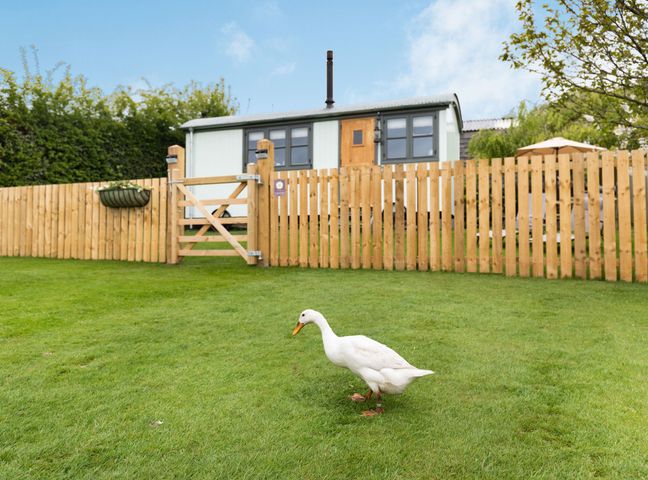 A fenced grassy yard with a white duck in front of a small building at The Brae in Snainton