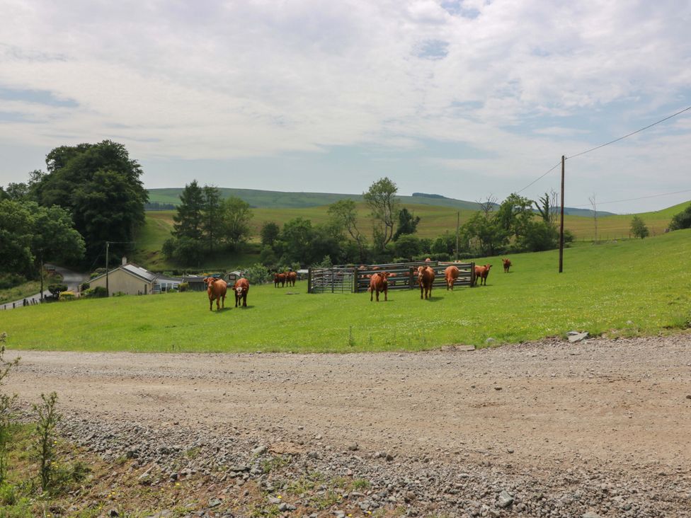 A field with cows grazing and a road at Cairnhill in Girvan