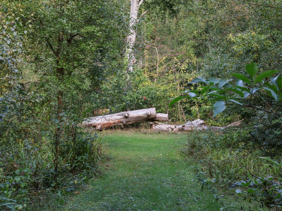 A pathway with logs and trees in a wooded area