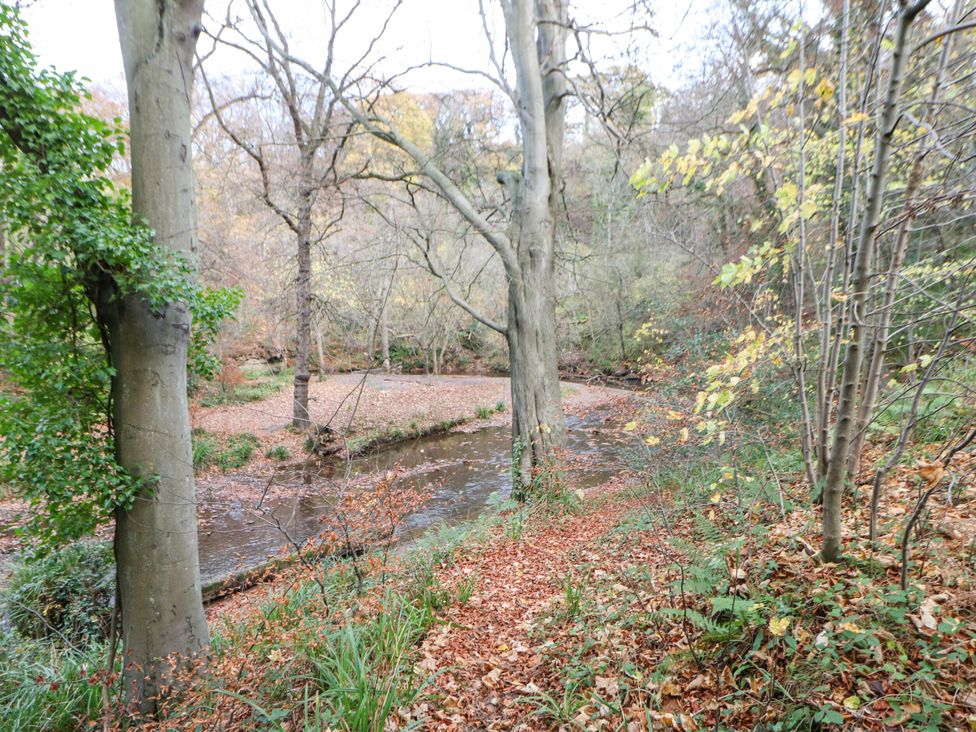 A stream flowing through a forest with trees and fallen leaves at Daffodil Lodge in Saltburn-by-the-Sea