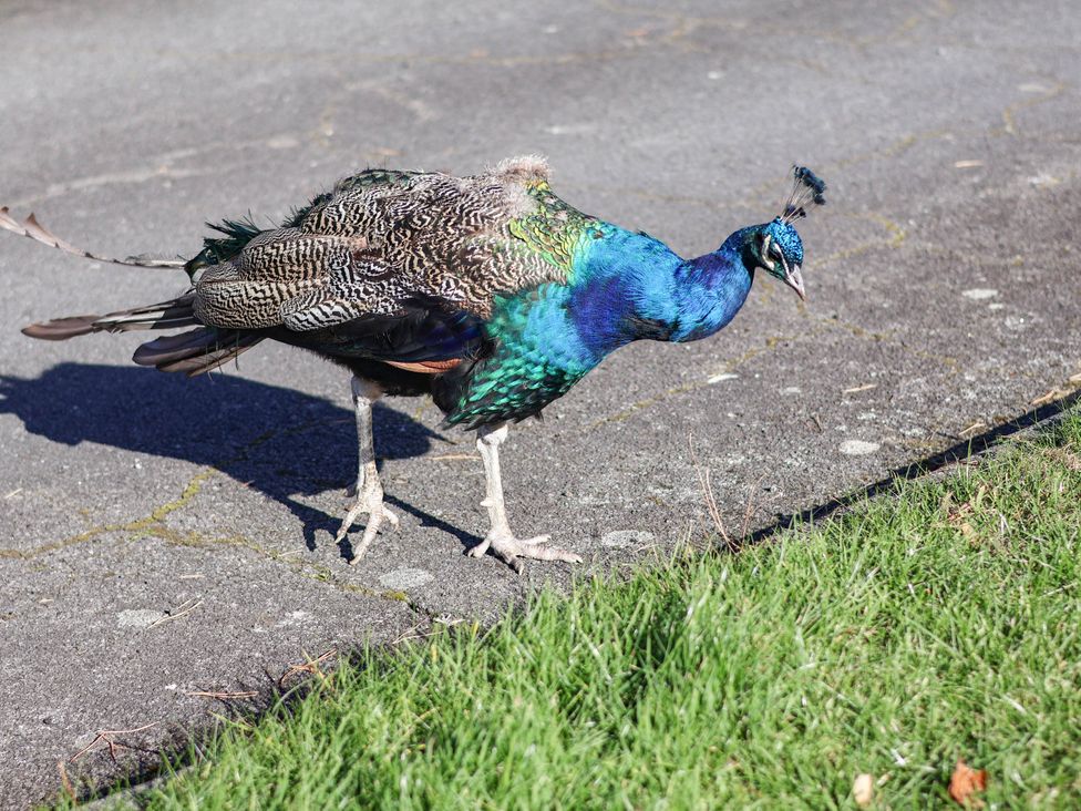A peacock walking on a pathway beside grass at Orchid Lodge Saltburn-by-the-Sea