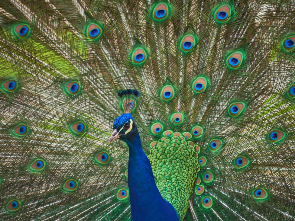 A peacock displaying its feathers at Foxglove Lodge in Saltburn-By-The-Sea