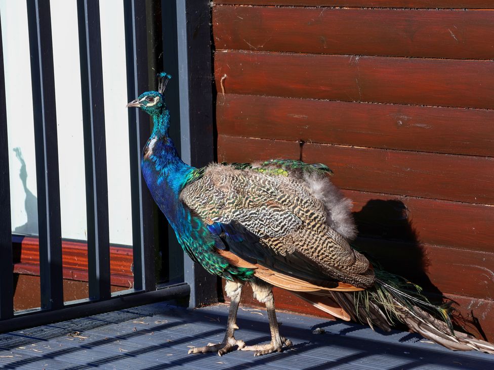 A peacock standing near a wooden wall at Foxglove Lodge in Saltburn-By-The-Sea
