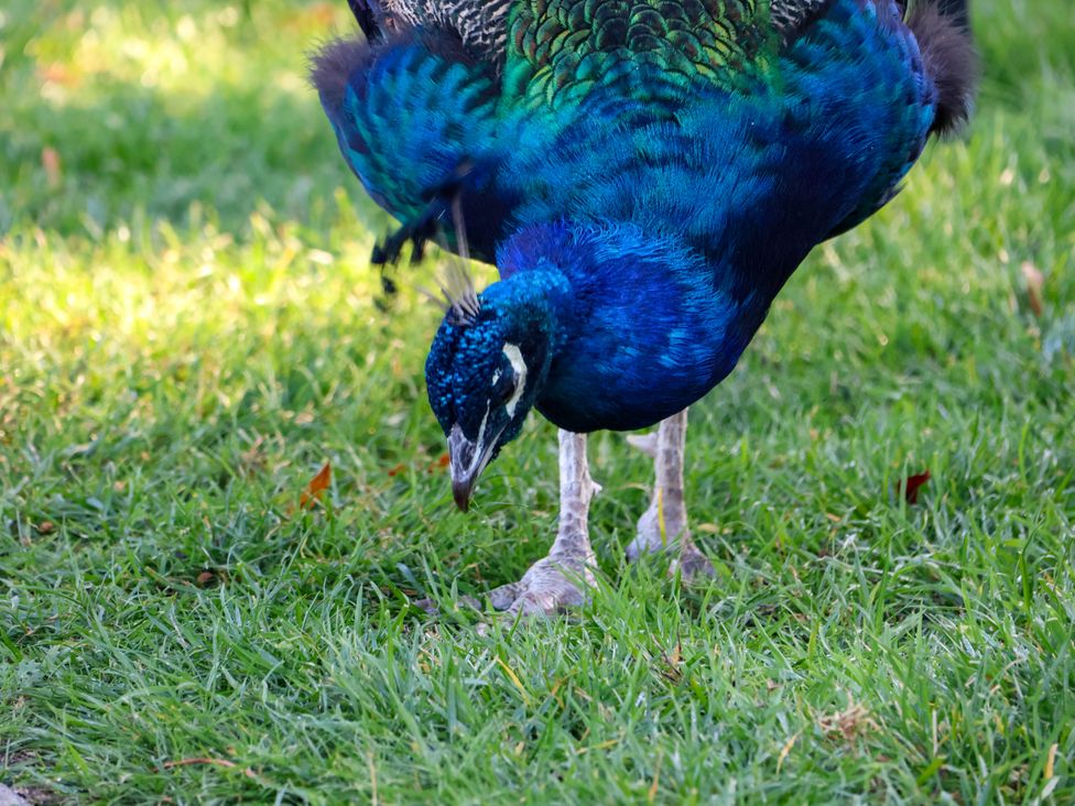 A peacock foraging on the grass at Foxglove Lodge Saltburn-By-The-Sea