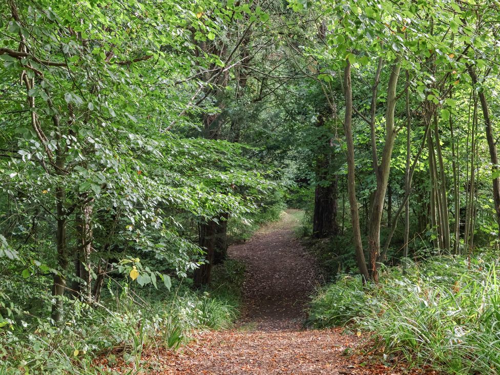 A path through trees at Foxglove Lodge in Saltburn-By-The-Sea