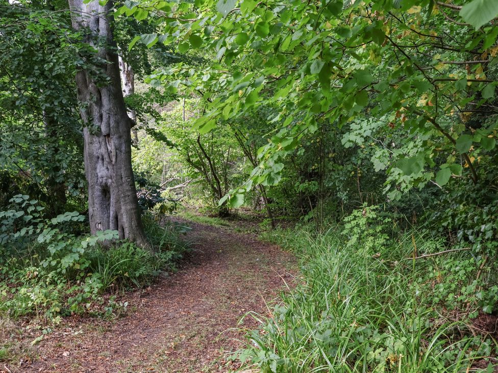 A path surrounded by trees and bushes at Foxglove Lodge in Saltburn-By-The-Sea