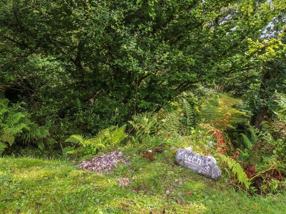 A natural area with trees, ferns, a rock, and a path at Clearwater House in Roshven near Glenuig