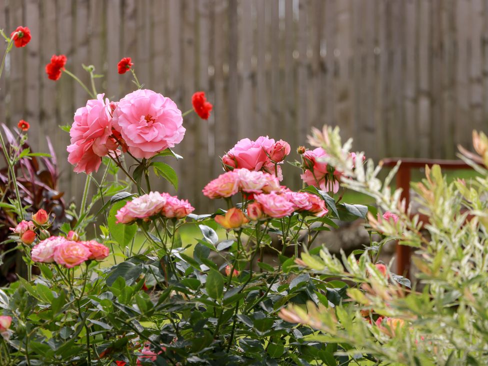 A garden with pink roses and green foliage at Simply Suite in Castle Douglas