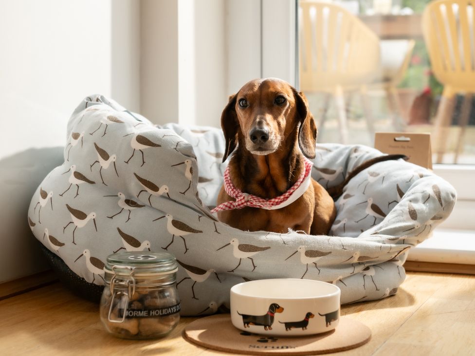A dog resting in a bed with a bowl and treat jar at Coed y Felin in Conwy