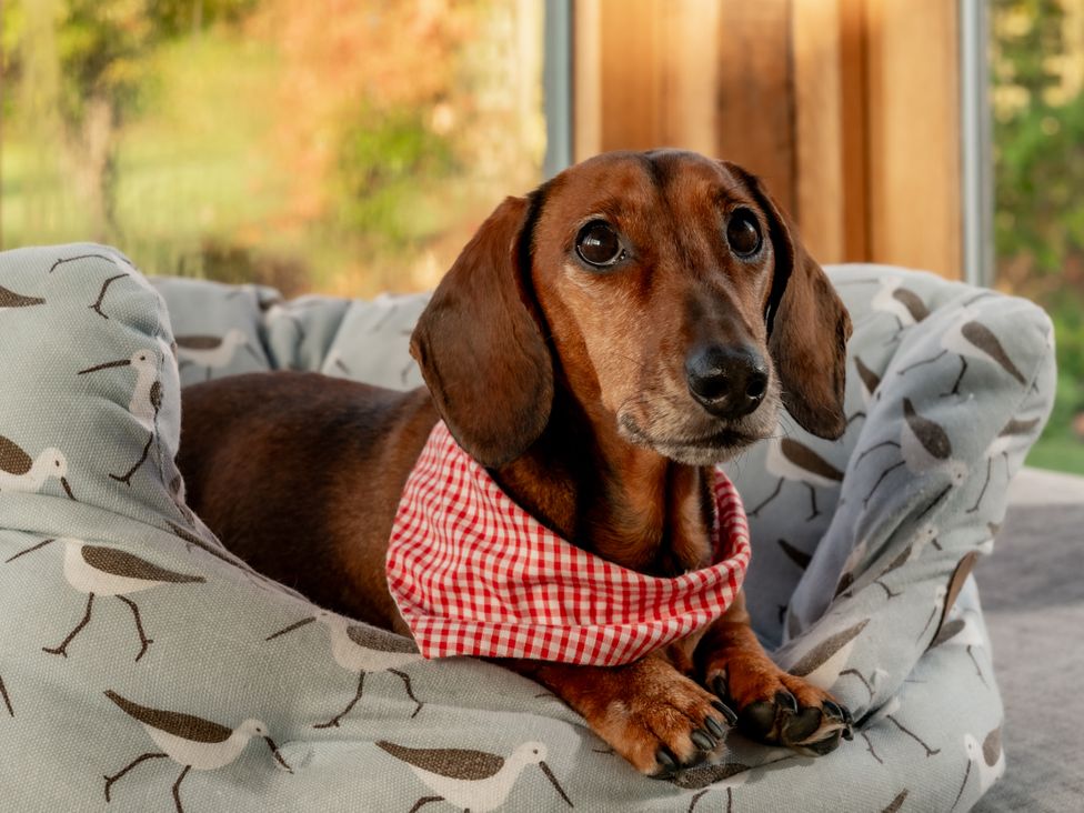 A dog resting on a bed with a plaid scarf at Summerfield in Deganwy