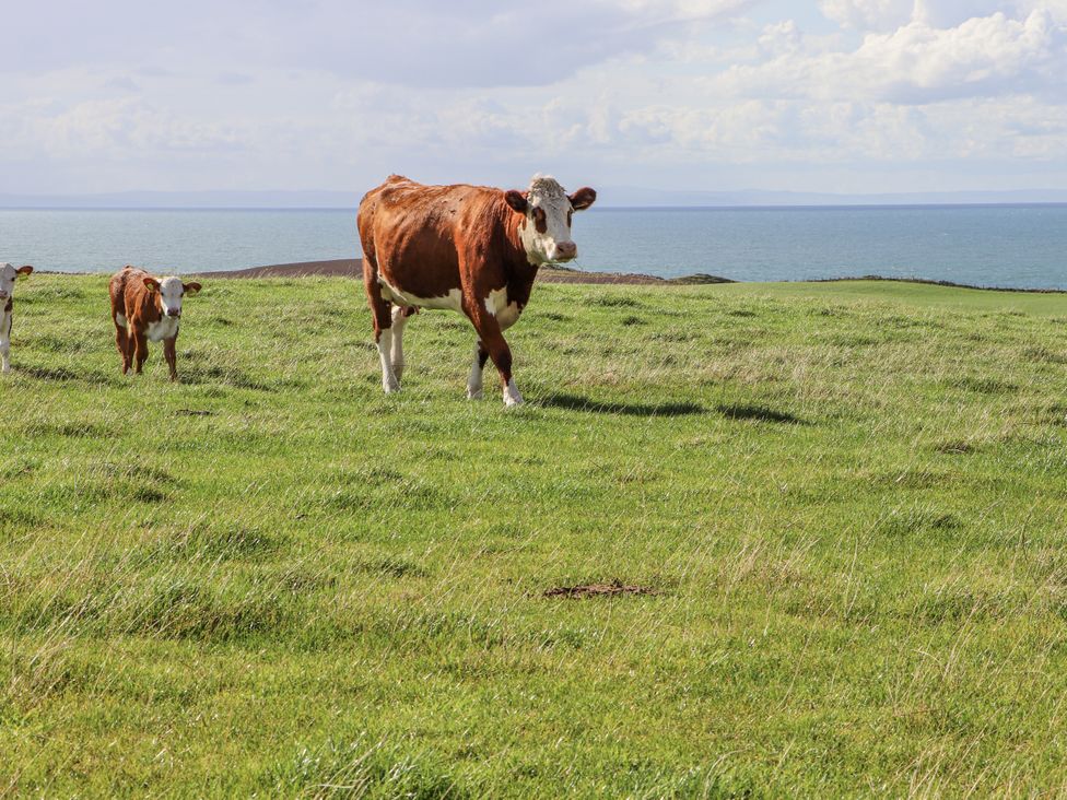 A cow and a calf in a grassy field near the ocean at Corsewall Castle Farm Lodges Kirkcolm