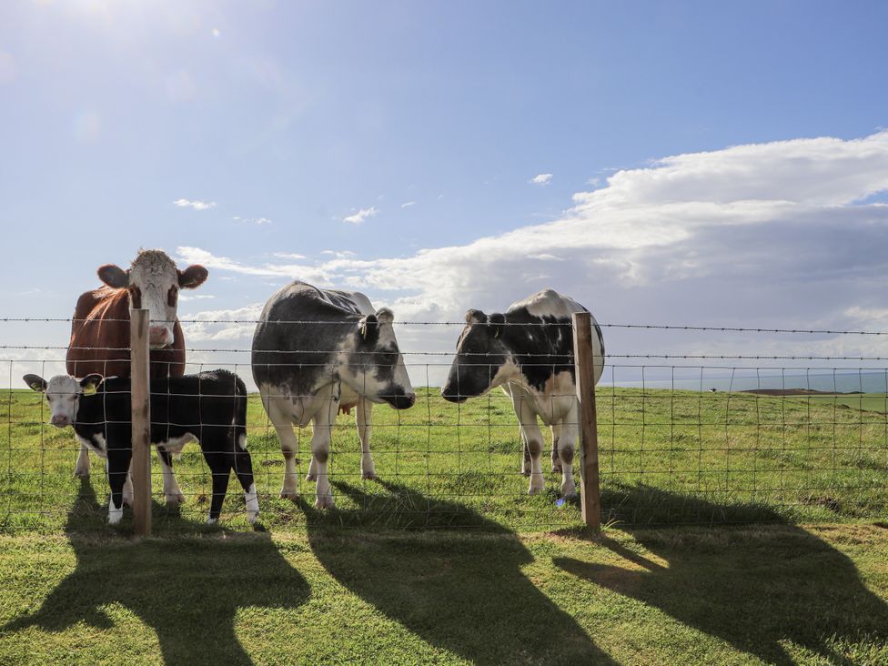 Cows standing behind a fence in a field at Corsewall Castle Farm Lodges Kirkcolm