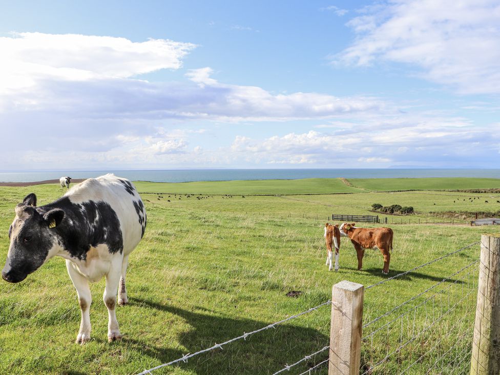 Cows and calves in a green field with a blue sky at Corsewall Castle Farm Lodges Kirkcolm