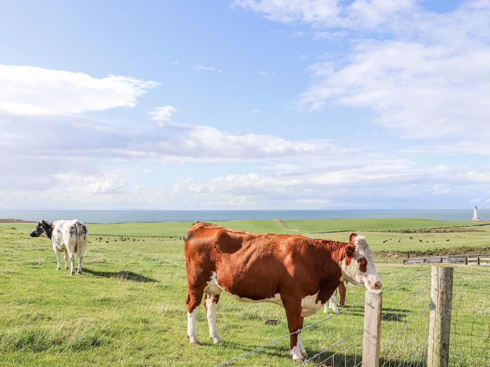 A cow standing in a field with a lighthouse in the background at Corsewall Castle Farm Lodges in Kirkcolm