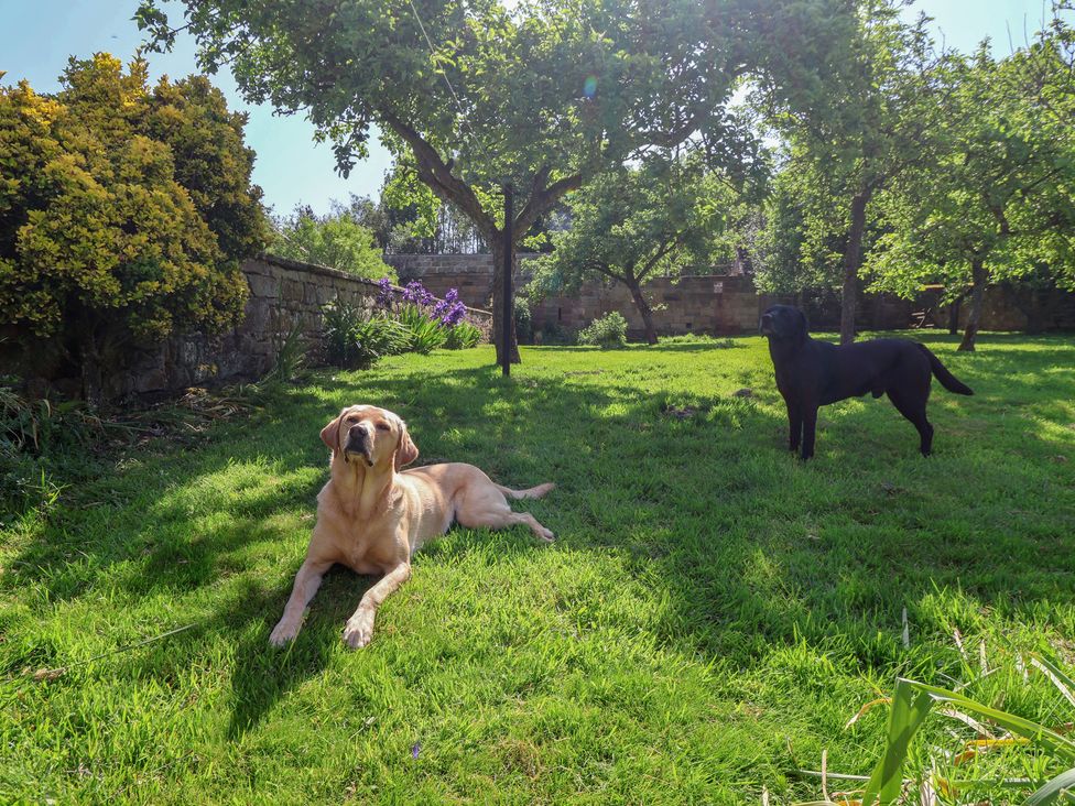 Two dogs in a garden with grass and trees at Webstone House Thimbleby near Osmotherley