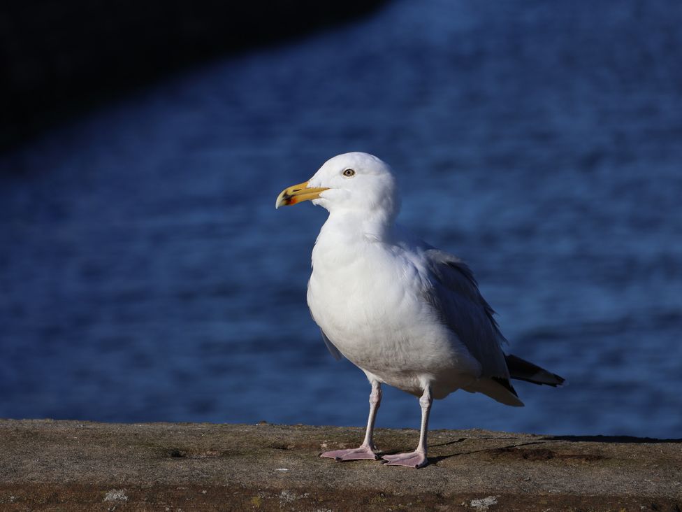 A seagull standing near water at Beachfront in Whitby